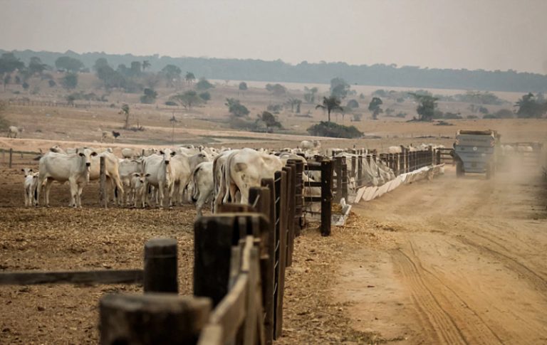 Fogo no Pantanal começou em fazendas de fornecedores do agronegócio