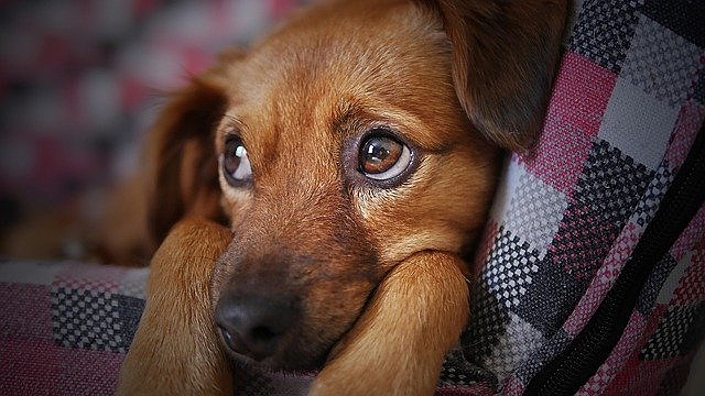 cachorro fofo
