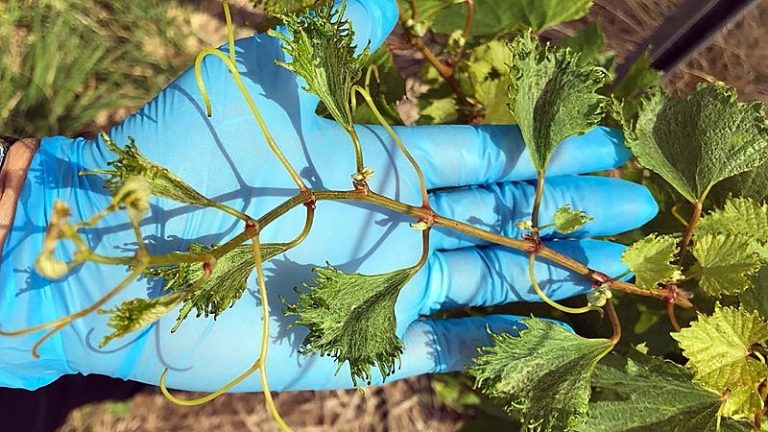 Veneno pulverizado em plantações de soja contamina outros cultivos no RS