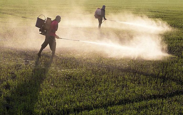 Ecologia social: estudo aponta que glifosato causa leucemia no início da vida