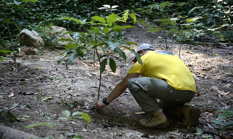 Dia Nacional da Mata Atlântica: bioma tem 25% das espécies ameaçadas