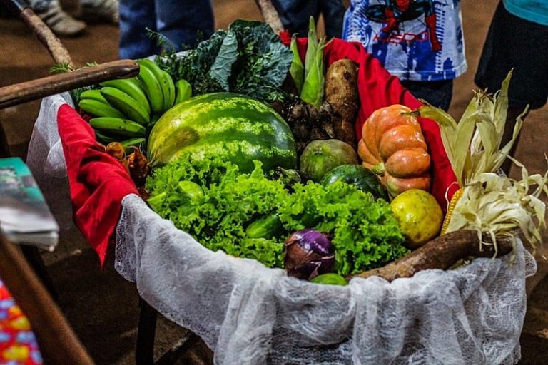Acompanhe a nova coluna do BdF: Agroecologia e Democracia