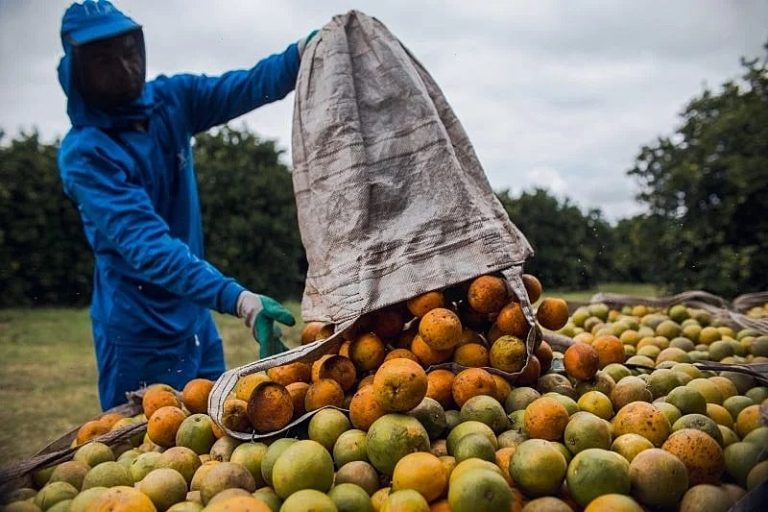 Trabalhadores acusam fornecedor de laranjas da Cutrale de trabalho escravo