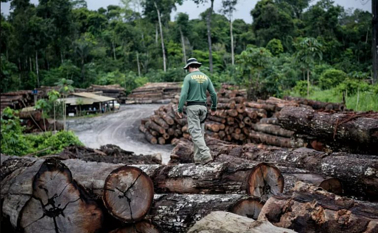 Illegal logging in the state of Pará rose by 22% in a year