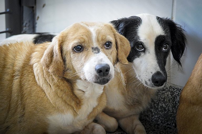 Maus-tratos aos animais denunciam outras formas de violências, afirma psicóloga