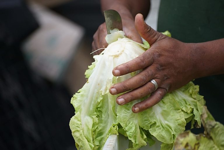 'Um campo diferente para o campesinato brasileiro': O MPA e o desafio de alimentar milhões