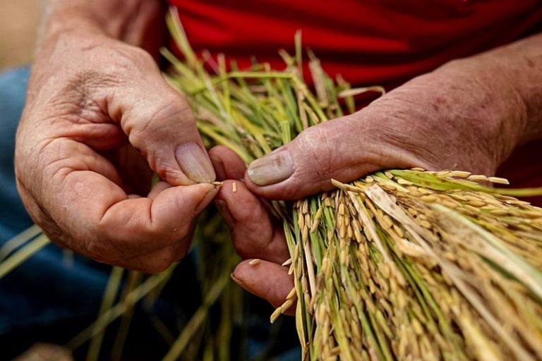 Maior produção de arroz orgânico da América Latina: conheça a experiência agroecológica do MST