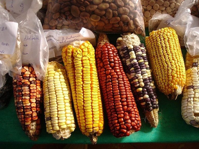Só vai existir agricultura no 'novo normal' se for diversificada, diz pesquisador