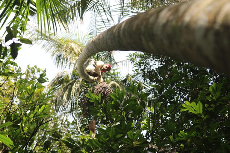 Juçara: a palmeira que une povos tradicionais, MST e PRF na luta contra a crise climática