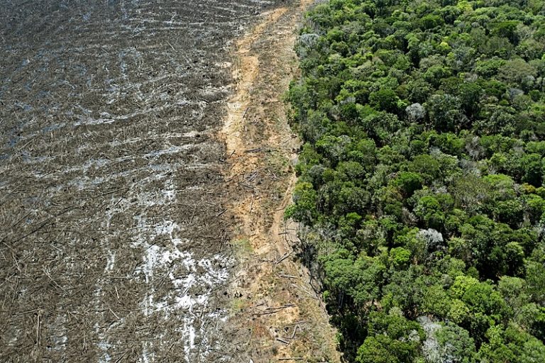 Amazônia pode chegar a ponto de não retorno até 2050 e acelerar aquecimento global