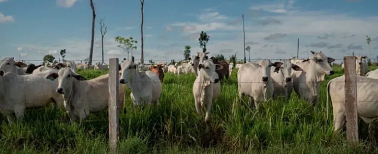 Frigoríficos não controlam fornecedores e intensificam desmatamento na Amazônia, diz estudo