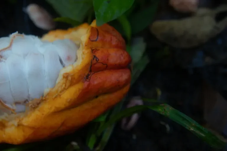 Chocolate e soberania: um retrato do assentamento Terra Vista, do MST