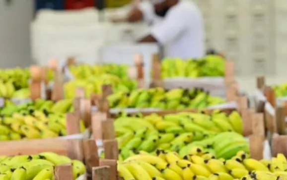 Com frutas e legumes, bancos de alimentos combatem a fome, mas alcance é insuficiente