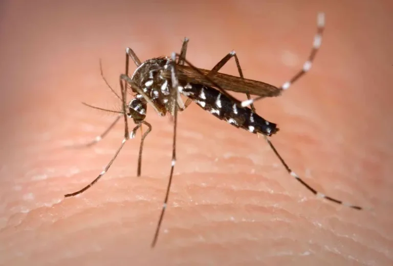 Aumento alarmante de dengue, Chikungunya e e zika vírus na PB: já são mais de sete mil casos 