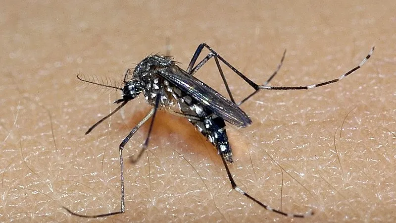 O mosquito Aedes Aegypti transmite dengue, zika e chikungunya