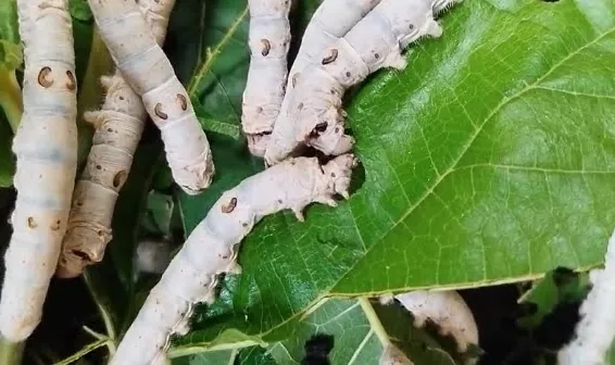 Contaminação por deriva de agrotóxicos volta a ameaçar bicho-da-seda em Glória de Dourados (MS)