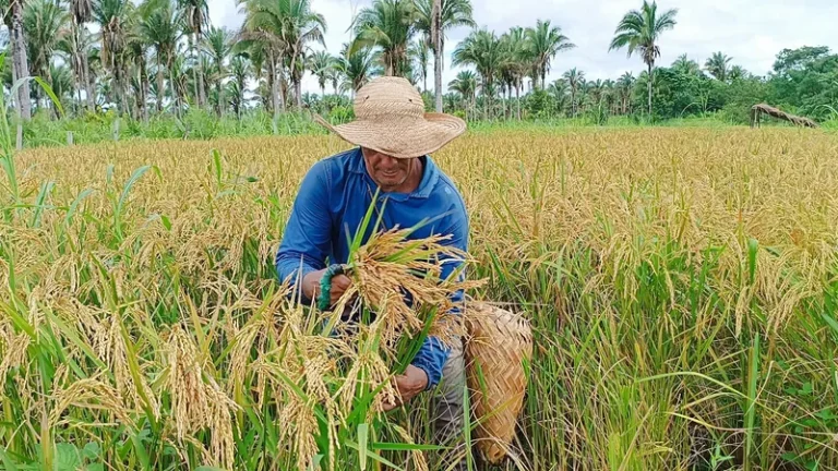 Colheita coletiva de arroz aumenta produção de assentamentos maranhenses