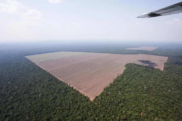 Soja quadruplicou área plantada em 30 anos e avança sobre Amazônia e Matopiba