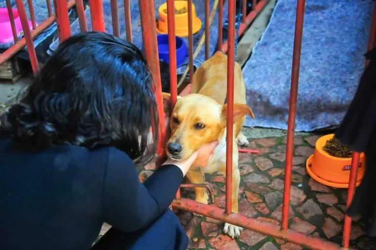 Animais resgatados durante as cheias no Rio Grande do Sul são adotados em Porto Alegre