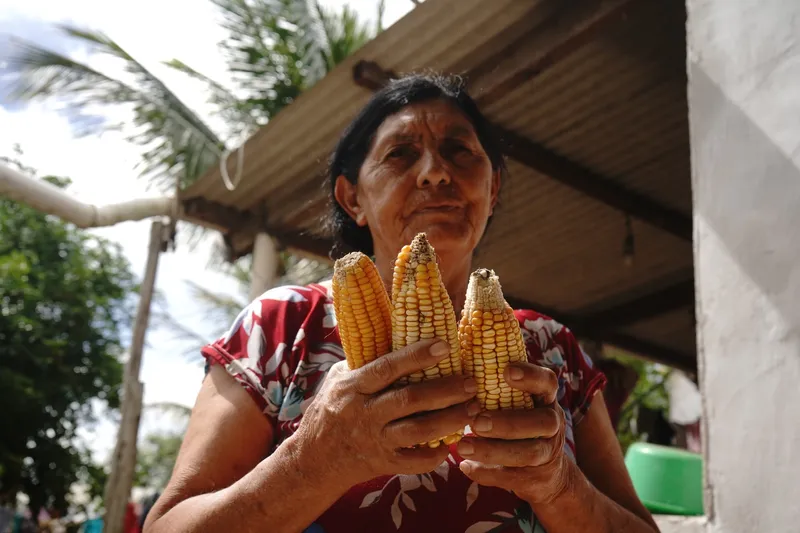 A agricultora Josefa Severina de Souza mostra o milho que colheu para o São João na lavoura do assentamento Normandia, do MST, em Caruaru (PE)