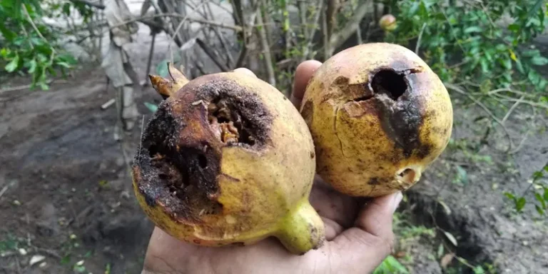 600 milhões de litros de agrotóxicos são lançados no Cerrado por ano, diz pesquisa 