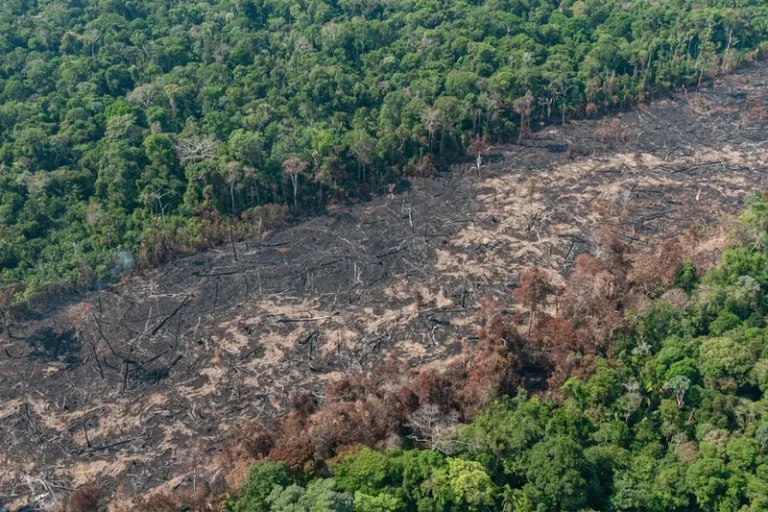Agribusiness groups want to overturn rule that reduces deforestation in Brazil