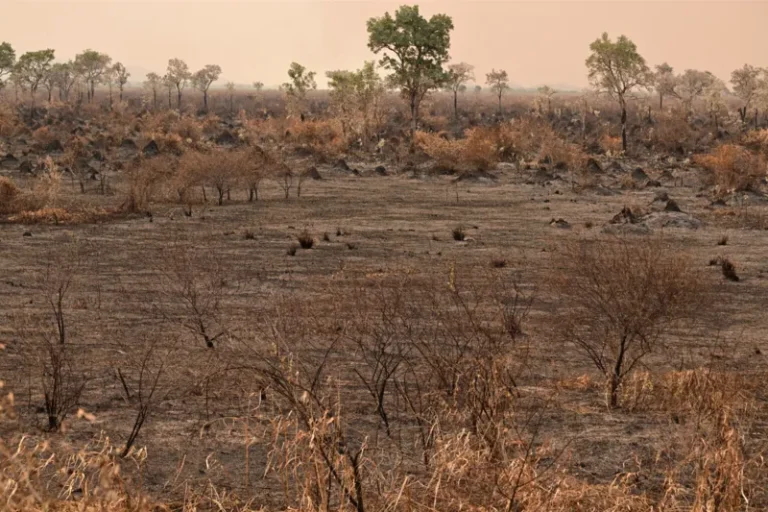 'Agenda do clima deve ser de intervenção direta em ocupação do solo e uso de recursos naturais'