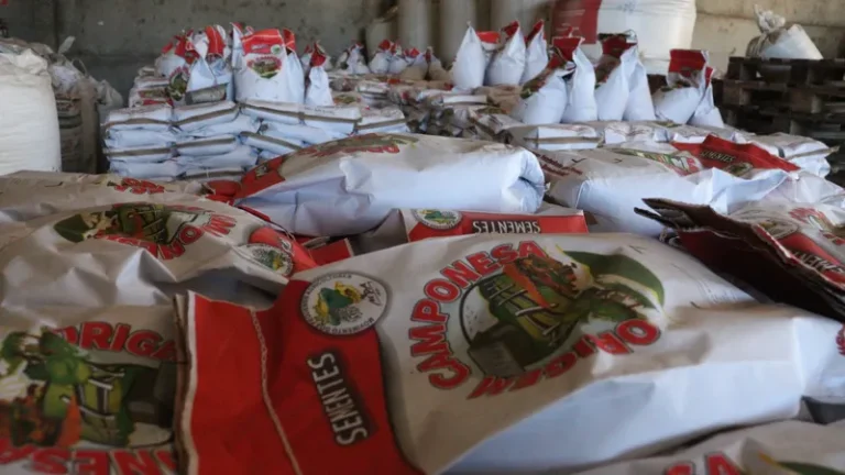 'Missão Sementes de Solidariedade': agricultores do RS recebem kits para reestruturar cultivos