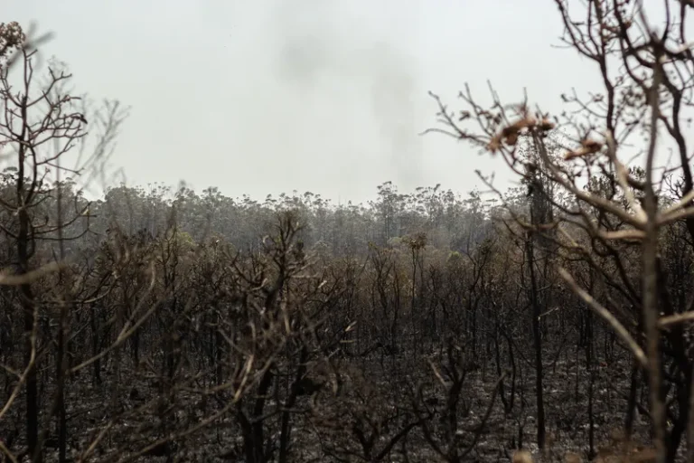 Incêndio na Floresta Nacional de Brasília foi o pior nos últimos 10 anos, diz ICMBio