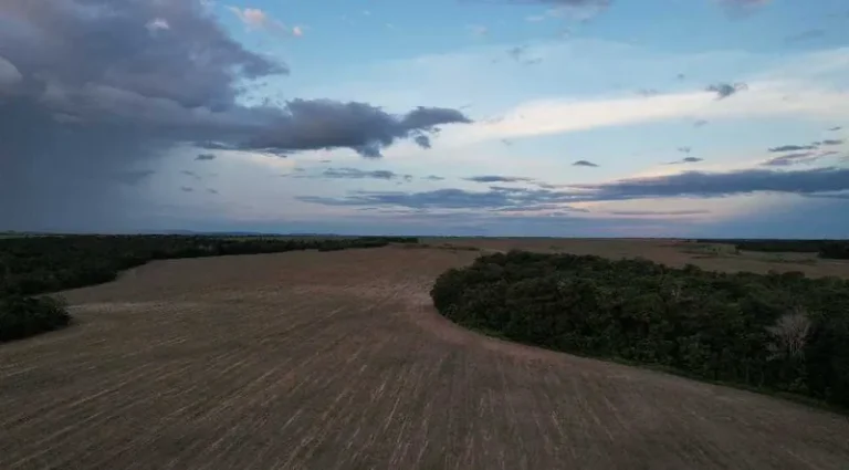 Fronteira agrícola do Matopiba concentra 82% do desmatamento do Cerrado em 2024