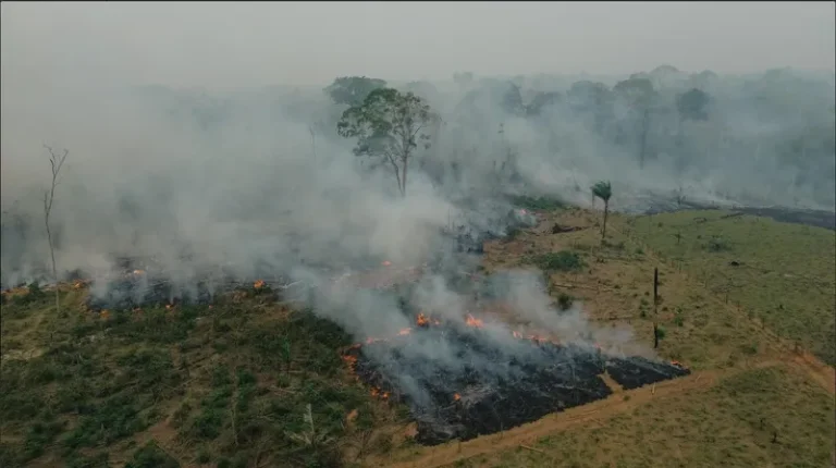 MapBiomas: incêndios destruíram área do tamanho de SP e RJ somados em 2024