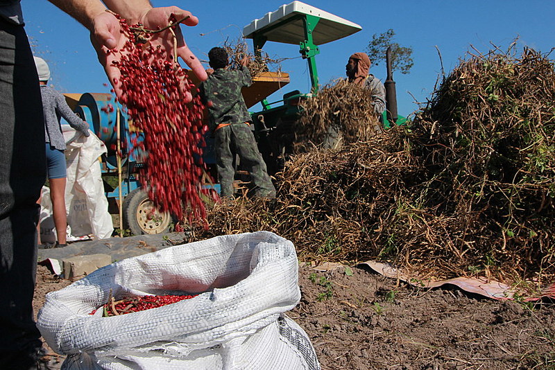 A área plantada com feijão, o vilão do momento, diminuiu 36% desde 1990, enquanto a população aumentou 41%