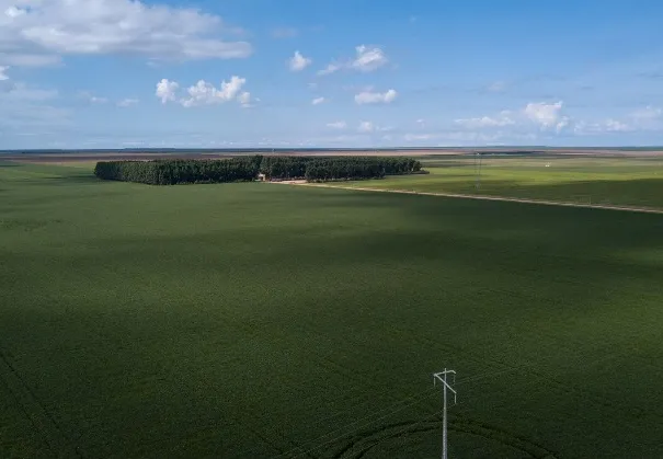 Fornecedor da Bunge, sojeiro do Piauí é multado em R$ 5 mi por desmatamento ilegal