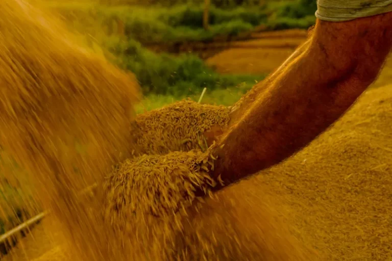 Fuja das Bets: conheça o Finapop, investimento que auxilia cooperativas da reforma agrária