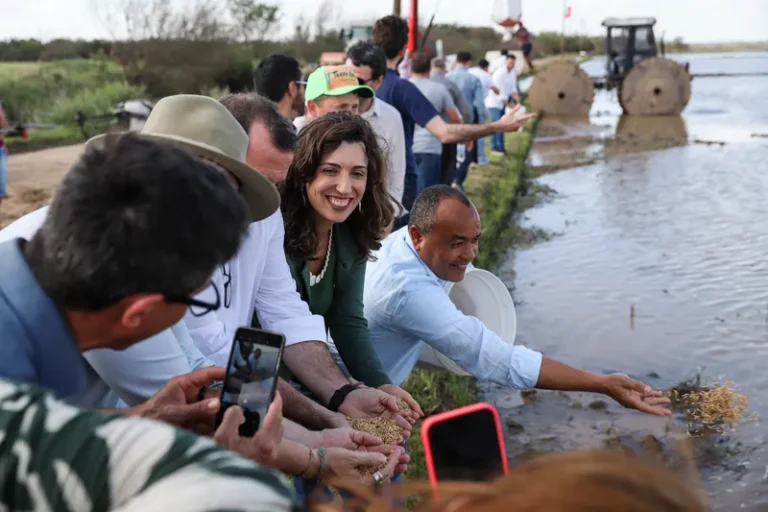 Após enchente, MST retoma o plantio de arroz agroecológico no RS com semeadura coletiva