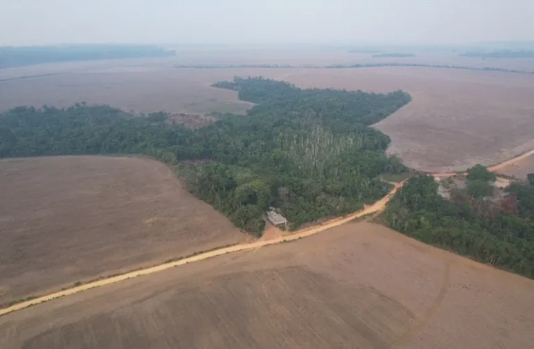 Com avanço do agro, Brasil perdeu área do tamanho da Bolívia de vegetação nativa em 40 anos