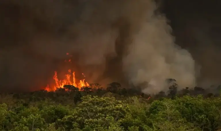 Fires in Brazil surge: Amazon rainforest hit hardest 
