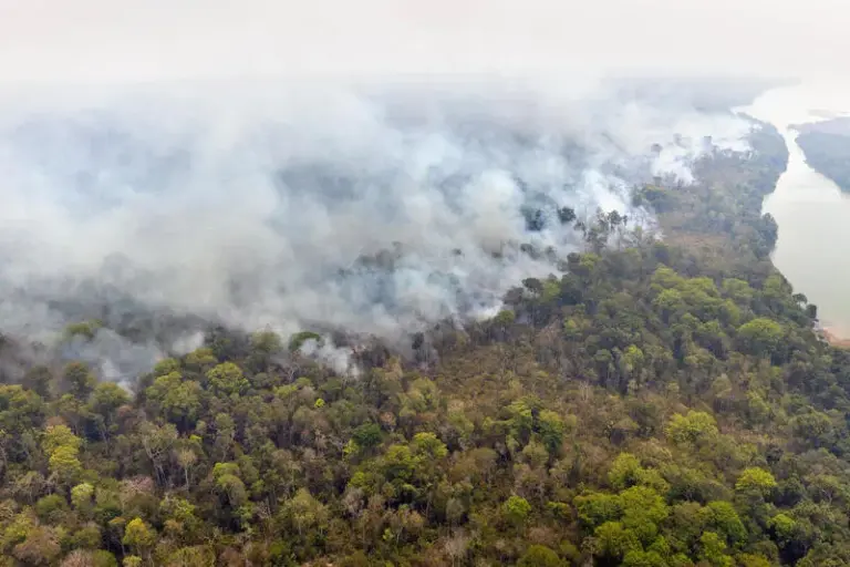 Cargill sinaliza saída da Moratória da Soja, pacto de proteção à Amazônia
