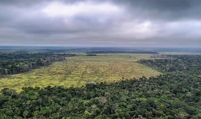 Deforestation in the Amazon increases; Brazilian institute warns about the need for monitoring