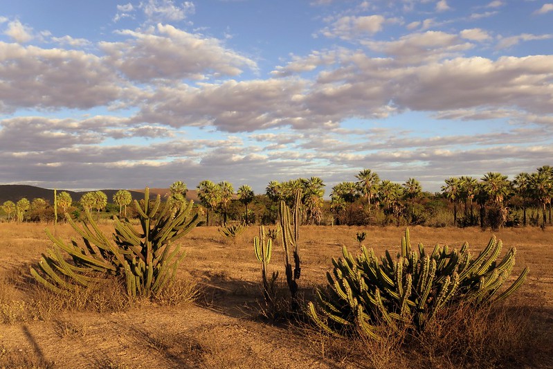 "As secas são processos naturais. A seca é da natureza, a desertificação não. A desertificação é responsabilidade dos seres humanos", Giovanelli.