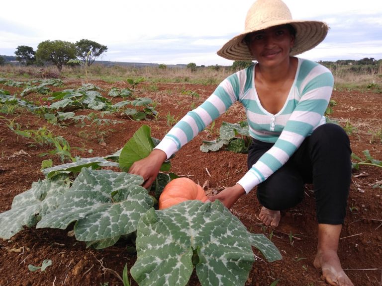 Sistemas agrocerratenses: sementes que restauram, saberes que alimentam