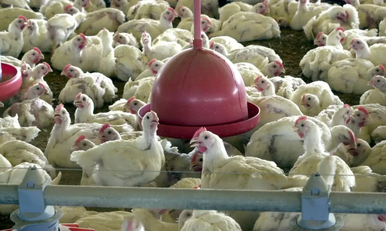 Gripe aviária: após China, UE e Argentina suspendem compras de carne de frango do Brasil