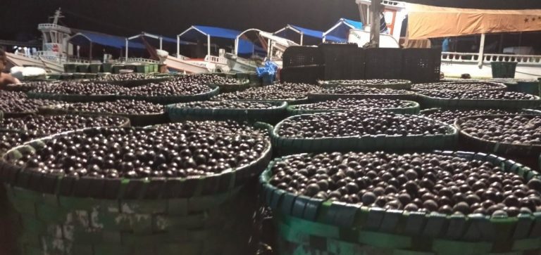 A Bioeconomia no caminho da COP30