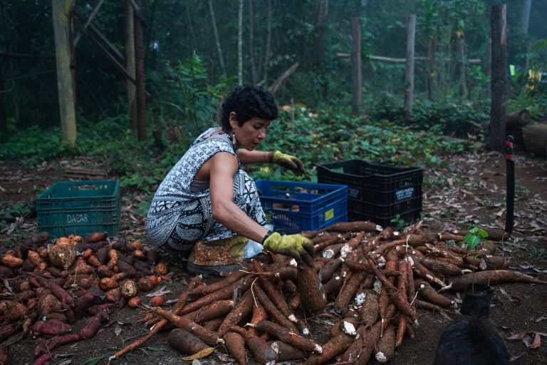 No caminho do Nhandereko: povo guarani revive agricultura ancestral em São Paulo
