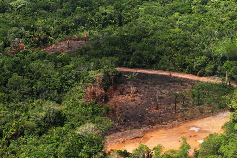 Pará, sede da COP30, é o segundo estado brasileiro que mais desmatou em 2024
