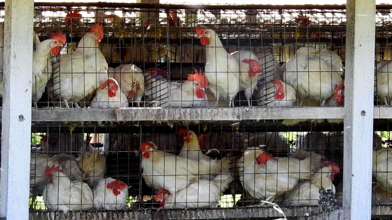 China suspende importações de todos os produtos aviários brasileiros