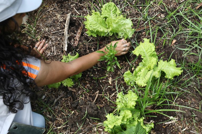 Sob presidência do Brasil, transformação de sistemas alimentares entra na agenda da COP30