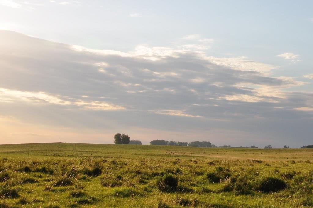 Campos nativos do Pampa gaúcho, bioma exclusivo do Brasil no Rio Grande do Sul, são palco de disputas entre conservação, monoculturas e os saberes de comunidades que habitam o território