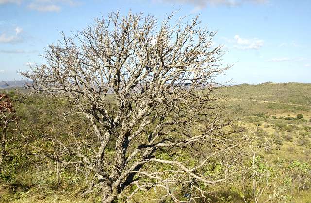 Flexibilização ambiental de Zema ameaça cerrado e favorece latifúndio, diz geógrafo