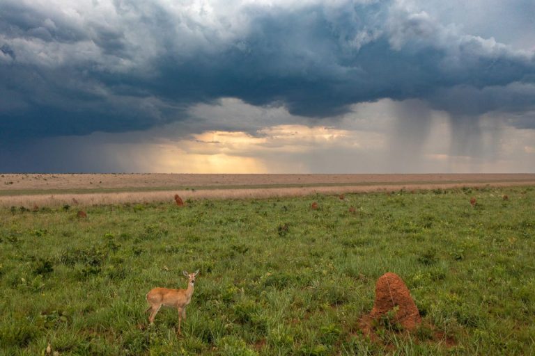 Com menos chuva e avanço da soja, rios do Cerrado perdem 27% das águas